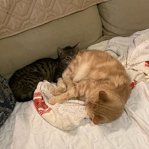 VS-Photograph_20240129_EAM_CatTales_Jonathan_004_©CatTales copy